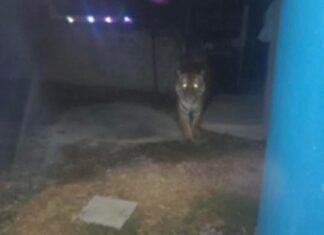 Autoridades confirman búsqueda de tigre avistado en Álvaro Obregón