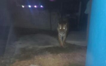 Autoridades confirman búsqueda de tigre avistado en Álvaro Obregón