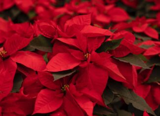 La Navidad florece en Michoacán; es el segundo mayor productor de Nochebuena en México: Bedolla