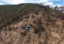 Bosques se fortalecieron con 360 mil semillas dispersadas vía dron en reforestación 2025: Cofom