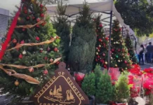 “¿Natural o artificial? Estos son los beneficios de elegir un árbol navideño natural”