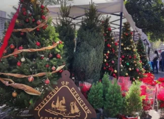 “¿Natural o artificial? Estos son los beneficios de elegir un árbol navideño natural”