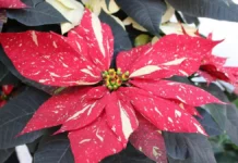 Flores de invierno para decorar tu casa: 5 opciones más allá de la nochebuena