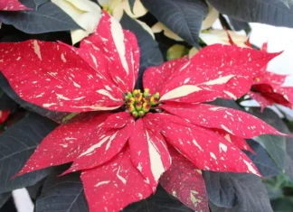 Flores de invierno para decorar tu casa: 5 opciones más allá de la nochebuena