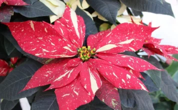 Flores de invierno para decorar tu casa: 5 opciones más allá de la nochebuena