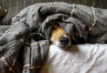 Mascotas y pirotecnia: opciones para protegerlas en esta temporada decembrina