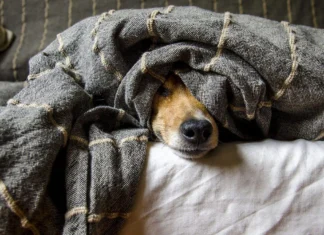 Mascotas y pirotecnia: opciones para protegerlas en esta temporada decembrina