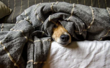 Mascotas y pirotecnia: opciones para protegerlas en esta temporada decembrina