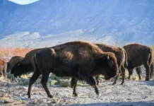 El bisonte americano regresa a Coahuila después de 200 años