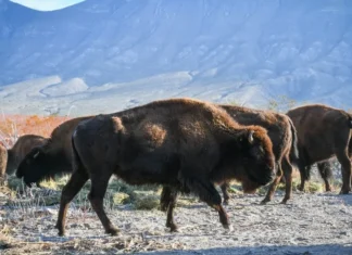 El bisonte americano regresa a Coahuila después de 200 años