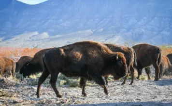 El bisonte americano regresa a Coahuila después de 200 años