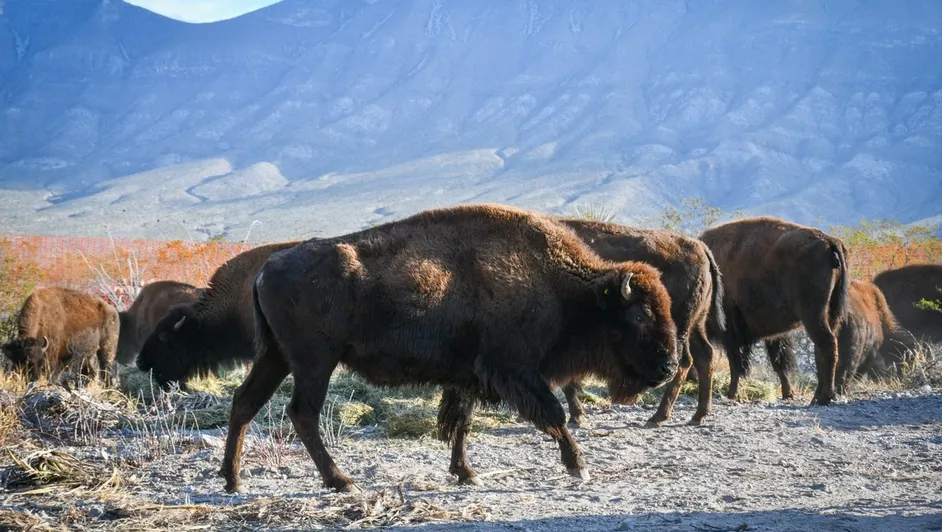 siglos-ausencia-bisonte-americano-volvio_0_21_1200_758