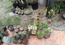 Alertan riesgo de extinción de cactáceas endémicas en Michoacán