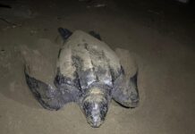 Michoacán se consolida como santuario de la tortuga laúd; suman 100 nidos protegidos