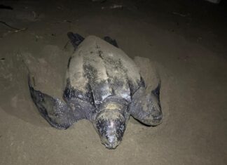 Michoacán se consolida como santuario de la tortuga laúd; suman 100 nidos protegidos