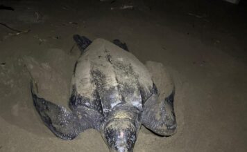 Michoacán se consolida como santuario de la tortuga laúd; suman 100 nidos protegidos