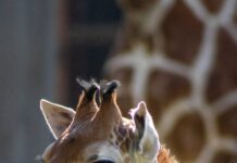 ¡A votar! Abre Zoológico convocatoria para nombrar a su nueva cría de jirafa