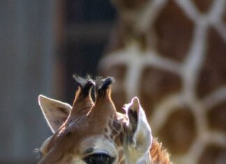 ¡A votar! Abre Zoológico convocatoria para nombrar a su nueva cría de jirafa