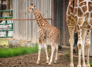 ¡A votar! Abre Zoológico convocatoria para nombrar a su nueva cría de jirafa