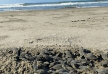 Sé testigo del primer latido del mar; vive la liberación de tortugas en las costas michoacanas