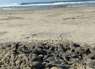 Sé testigo del primer latido del mar; vive la liberación de tortugas en las costas michoacanas
