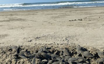 Sé testigo del primer latido del mar; vive la liberación de tortugas en las costas michoacanas