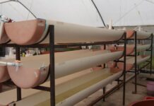 Michoacán busca sembrar vida con 200 mil peces nativos en el lago de Pátzcuaro