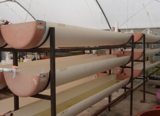 Michoacán busca sembrar vida con 200 mil peces nativos en el lago de Pátzcuaro