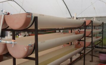 Michoacán busca sembrar vida con 200 mil peces nativos en el lago de Pátzcuaro