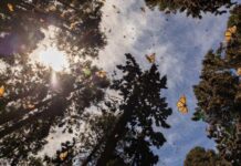 Recibe el 2026 rodeado de naturaleza en los santuarios de la Monarca