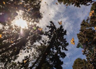 Recibe el 2026 rodeado de naturaleza en los santuarios de la Monarca