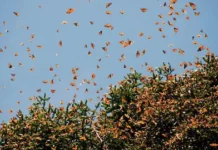 Michoacán celebra 51 años del descubrimiento de los santuarios de la Mariposa Monarca: Sectur