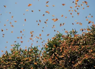 Michoacán celebra 51 años del descubrimiento de los santuarios de la Mariposa Monarca: Sectur