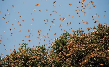 Michoacán celebra 51 años del descubrimiento de los santuarios de la Mariposa Monarca: Sectur