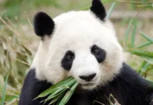 ¡Los pandas ya no están en peligro de extinción!