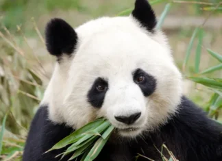 ¡Los pandas ya no están en peligro de extinción!