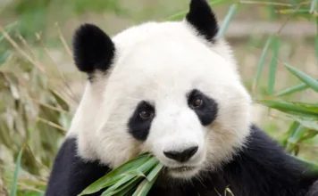 ¡Los pandas ya no están en peligro de extinción!