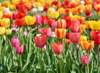 Día Internacional del Color