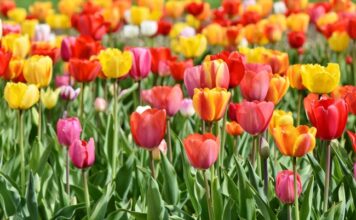 Día Internacional del Color