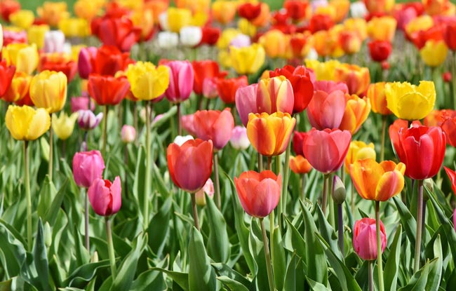 03-20_dia-internacional-color_tulipanes_m