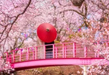 Japón da la bienvenida al Hanami 2026