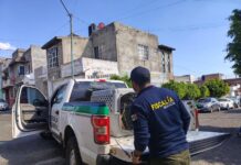 Rescatan a cuatro perros víctimas de maltrato durante cateo en Tarímbaro