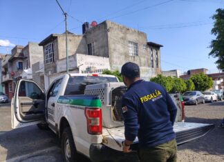 Rescatan a cuatro perros víctimas de maltrato durante cateo en Tarímbaro