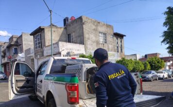 Rescatan a cuatro perros víctimas de maltrato durante cateo en Tarímbaro