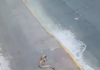 Serpiente ‘cae del cielo’ y sorprende a personas y automovilistas en el Centro de Morelia