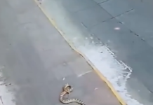 Serpiente ‘cae del cielo’ y sorprende a personas y automovilistas en el Centro de Morelia