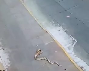 Serpiente ‘cae del cielo’ y sorprende a personas y automovilistas en el Centro de Morelia