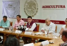 Dispersados más de 374 mdp en incentivos para productores de maíz en Michoacán