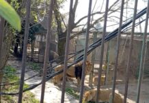 Liberan alerta tras caso de hombre que soltó leones en Ocoyoacac
