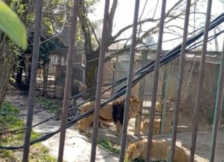 Liberan alerta tras caso de hombre que soltó leones en Ocoyoacac